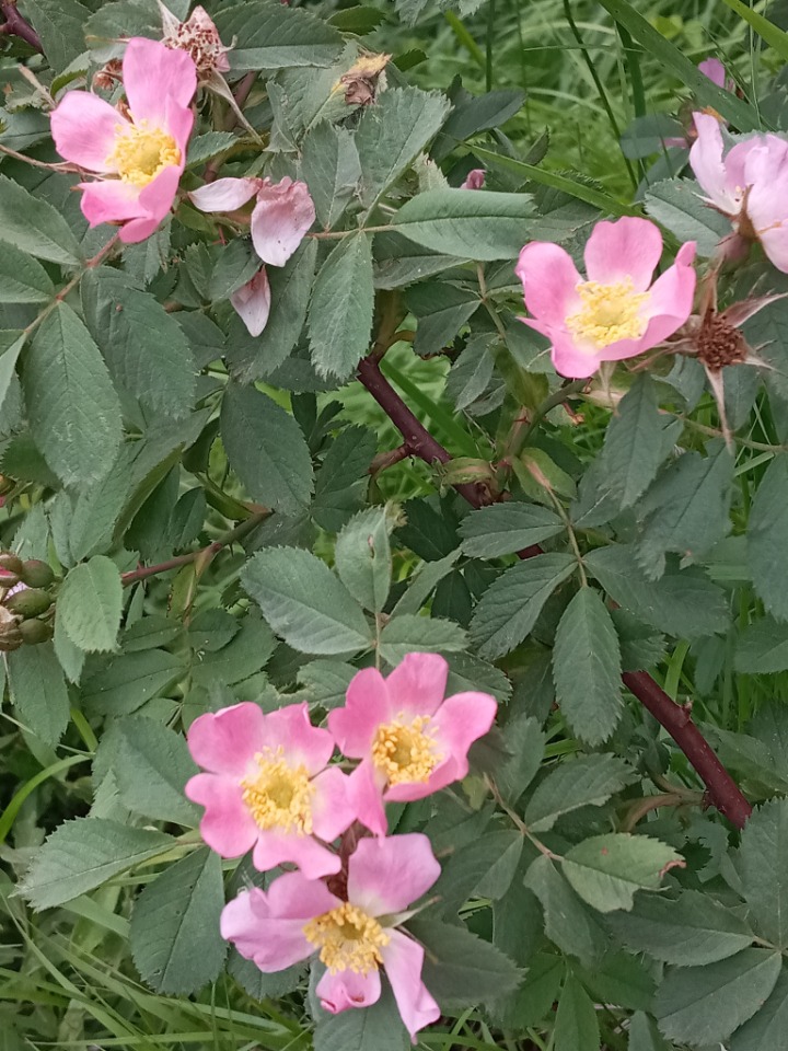 Rosa villosa