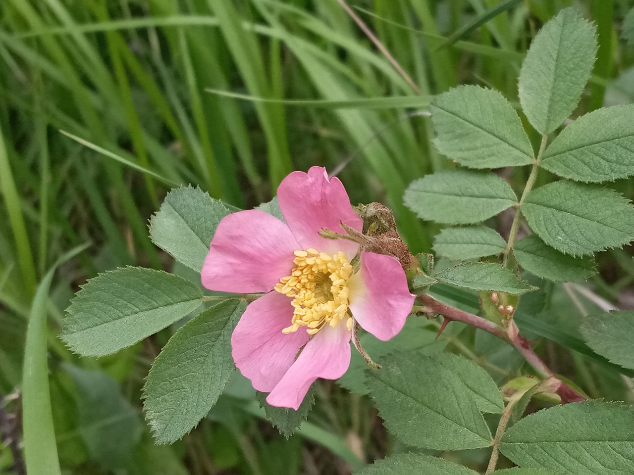 Rosa villosa