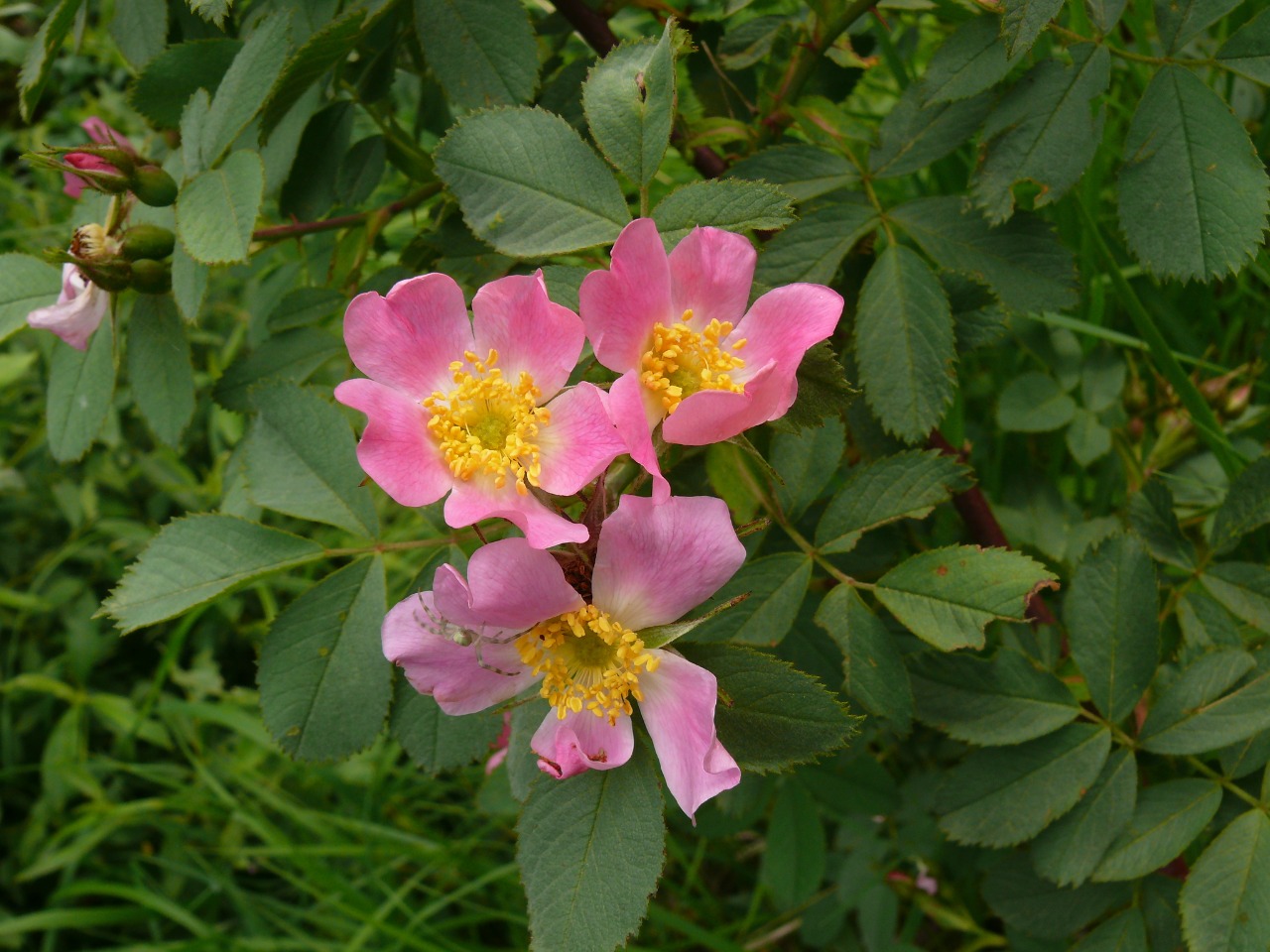 Rosa villosa