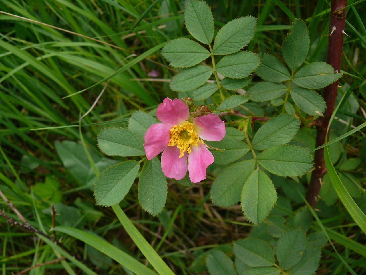 Rosa villosa