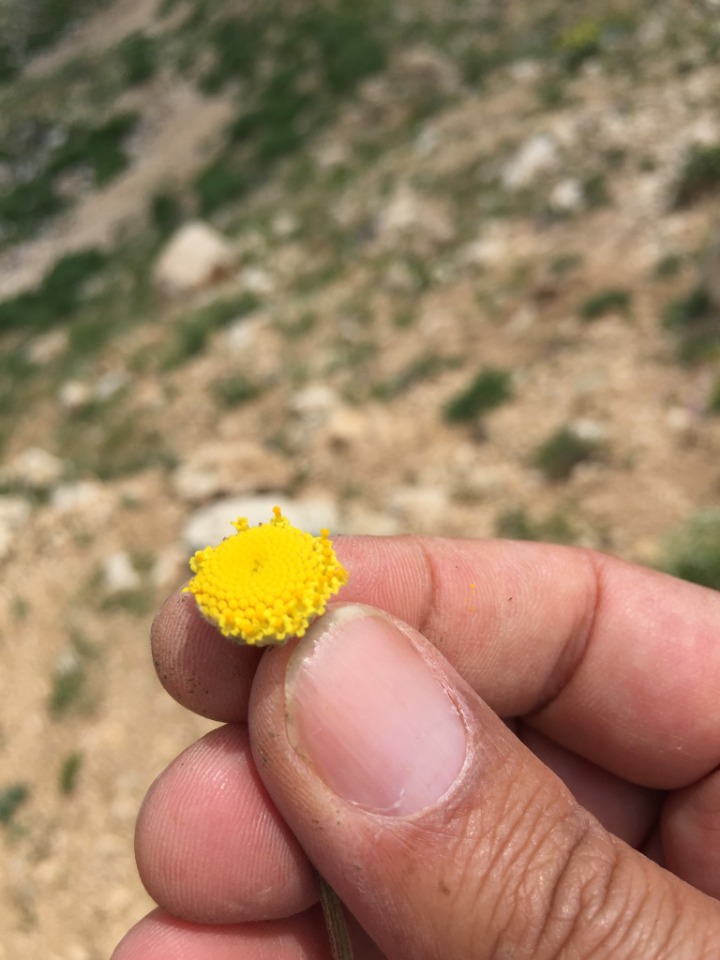 Anthemis pauciloba