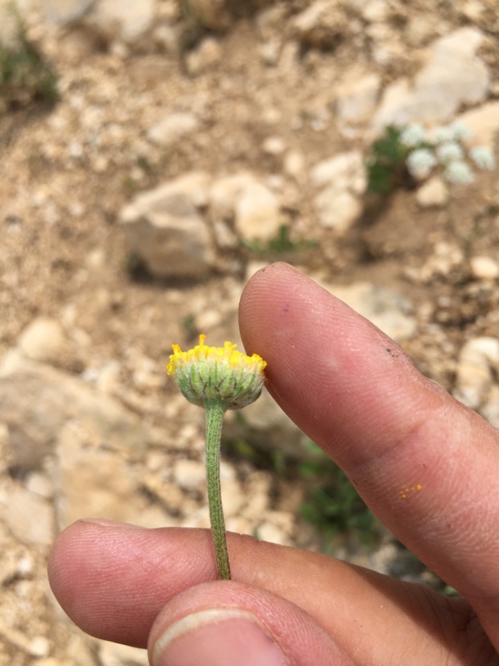 Anthemis pauciloba