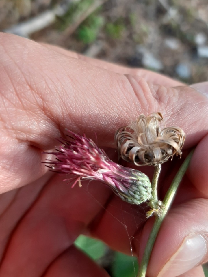 Cirsium hypoleucum