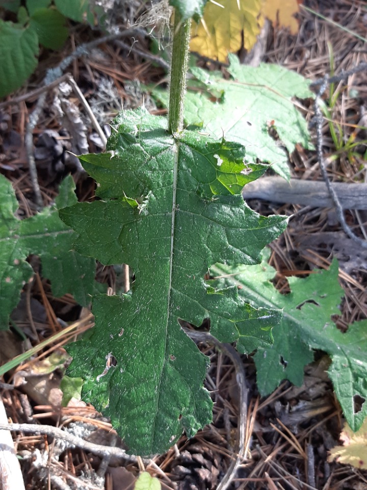 Cirsium hypoleucum