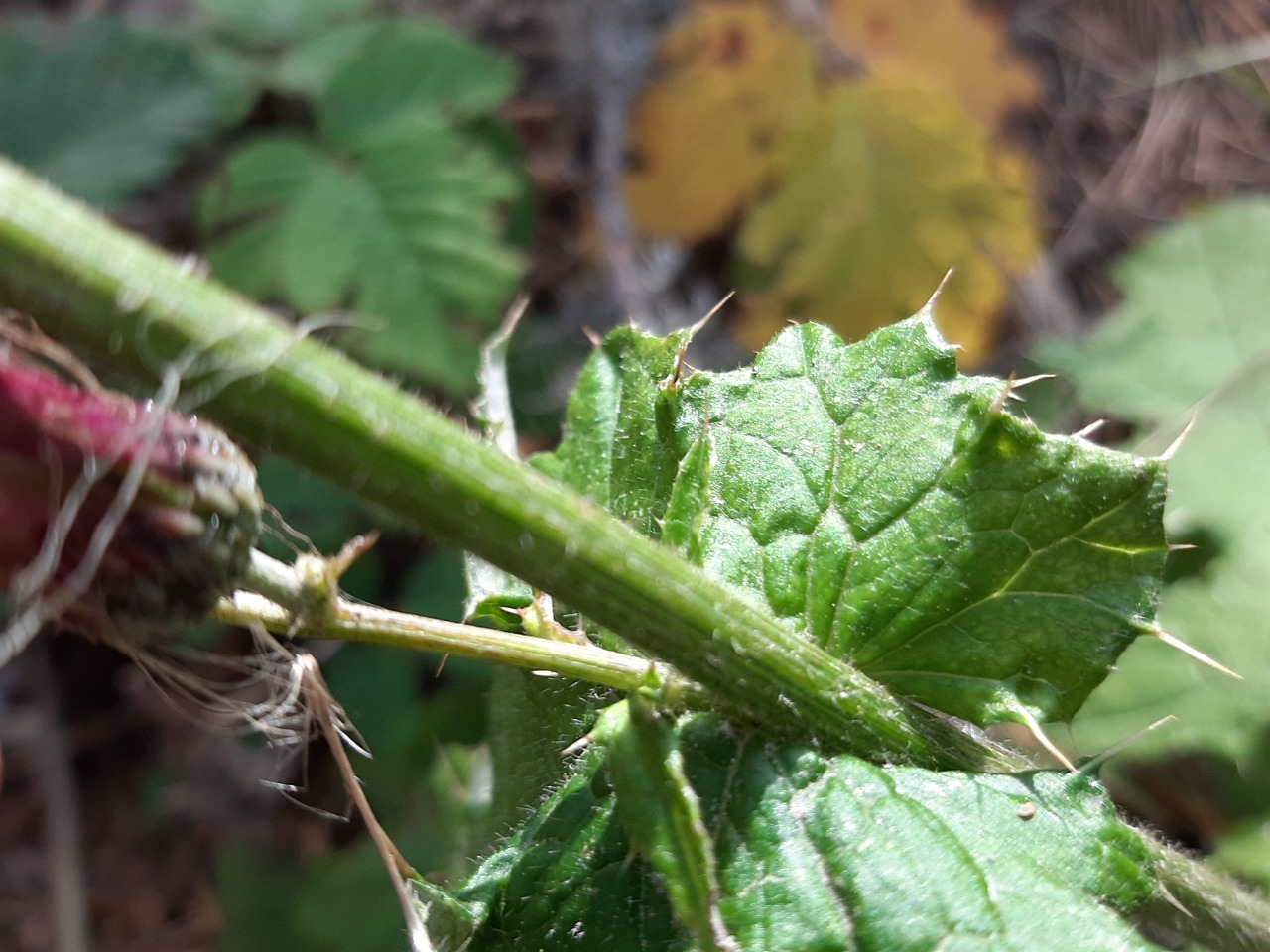 Cirsium hypoleucum