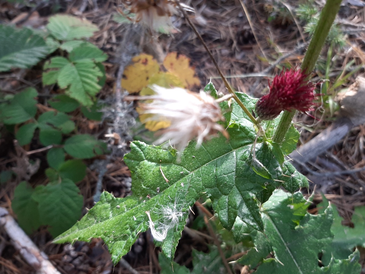 Cirsium hypoleucum