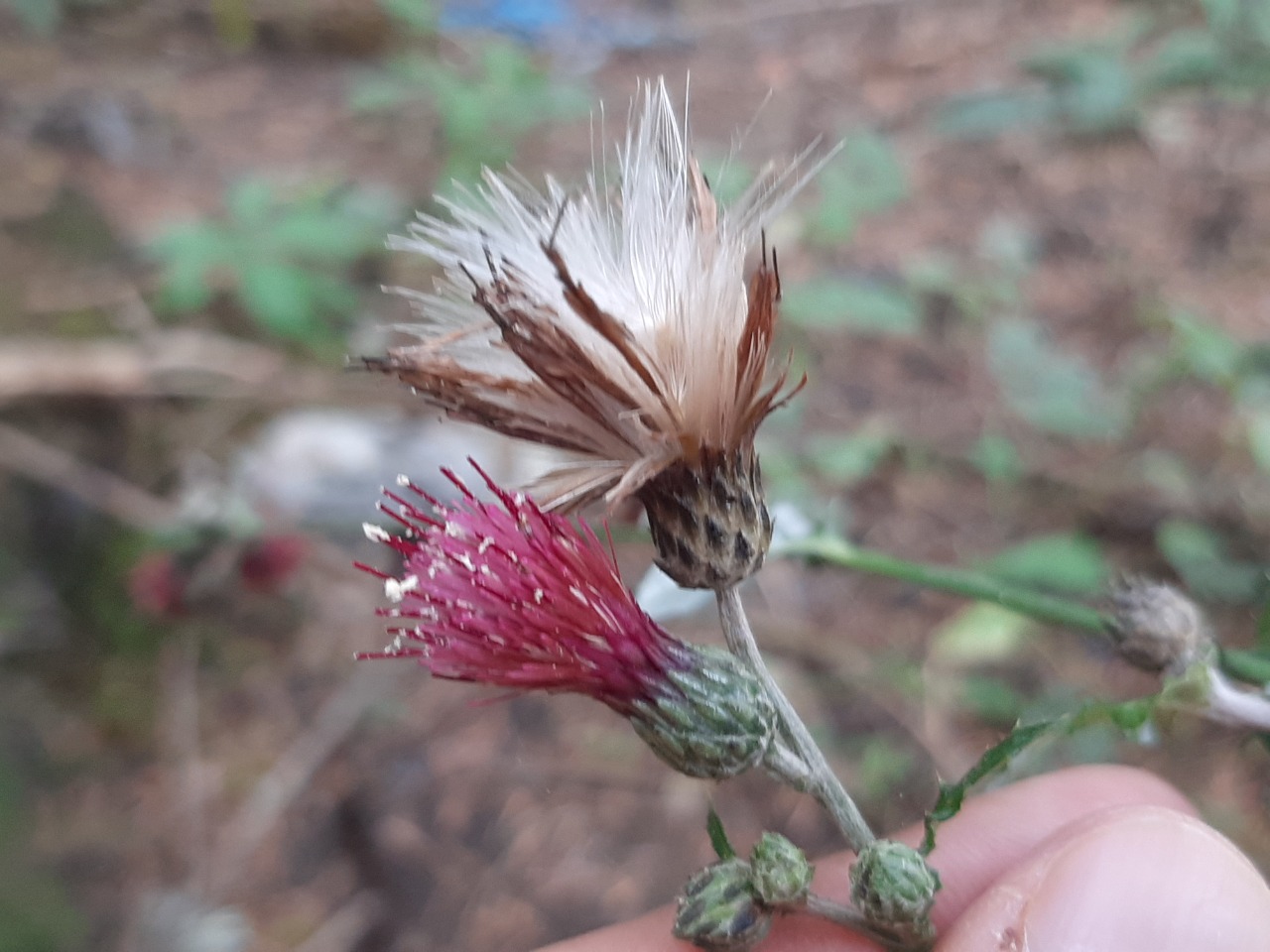 Cirsium hypoleucum