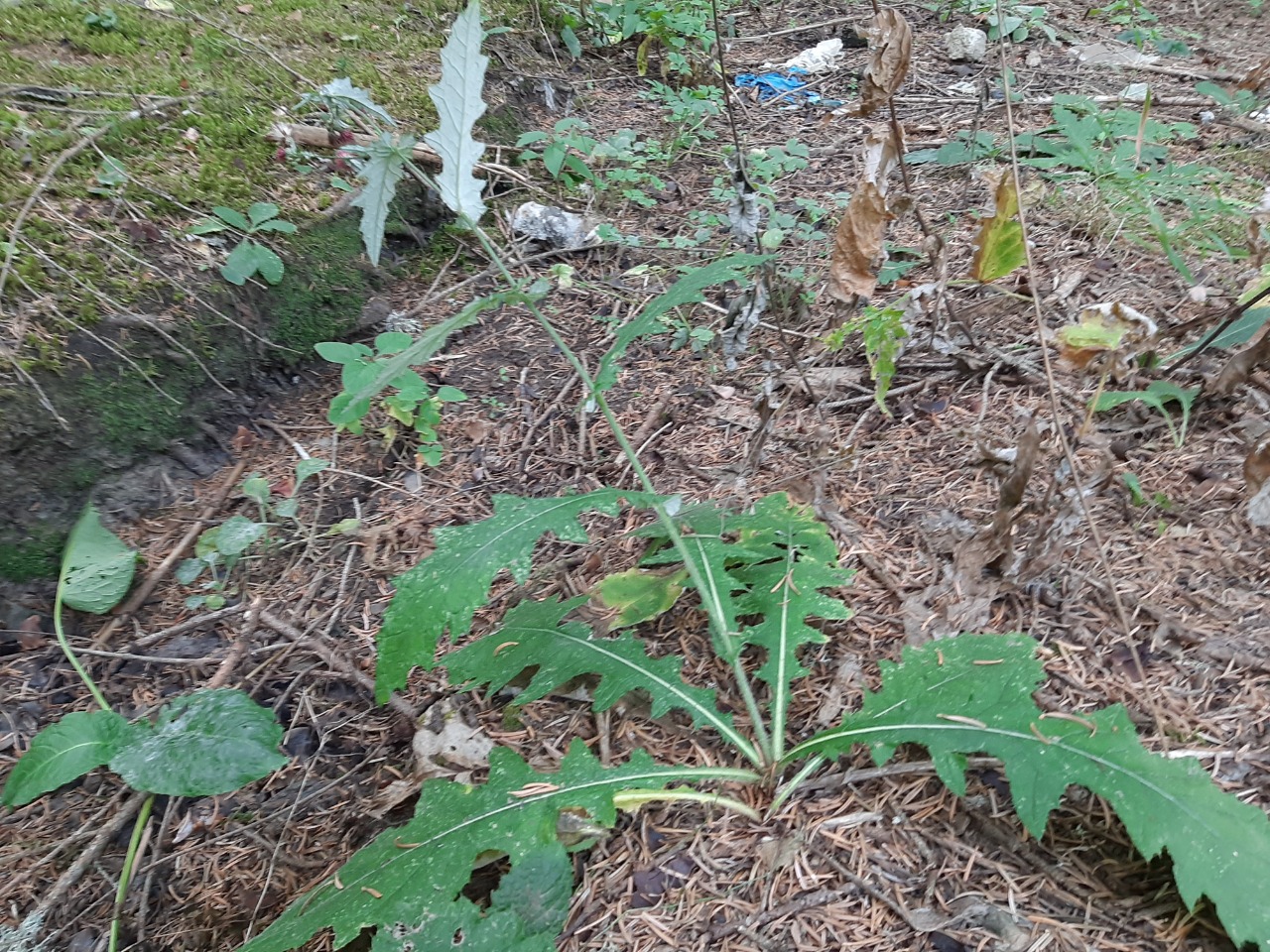 Cirsium hypoleucum