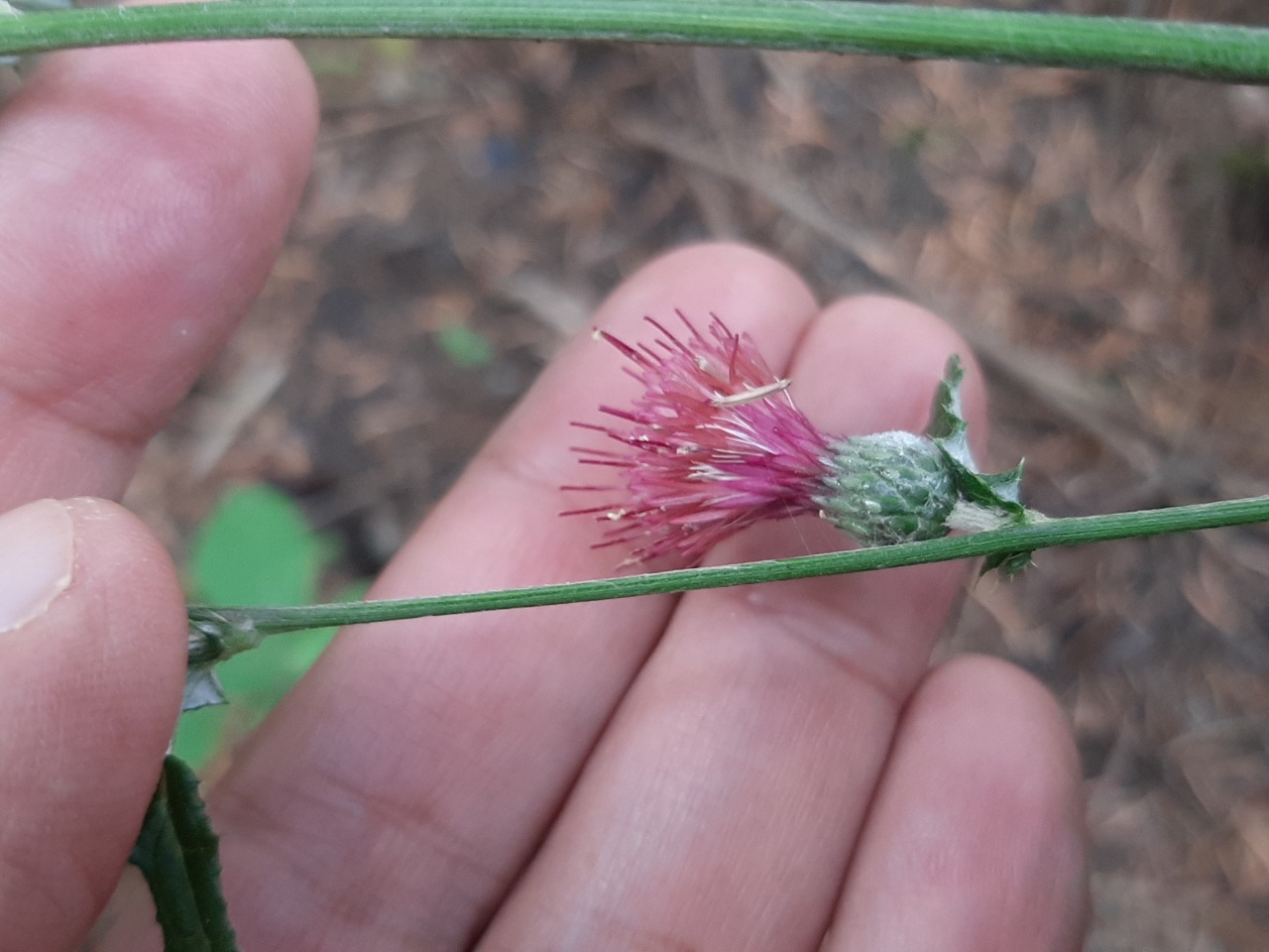 Cirsium hypoleucum