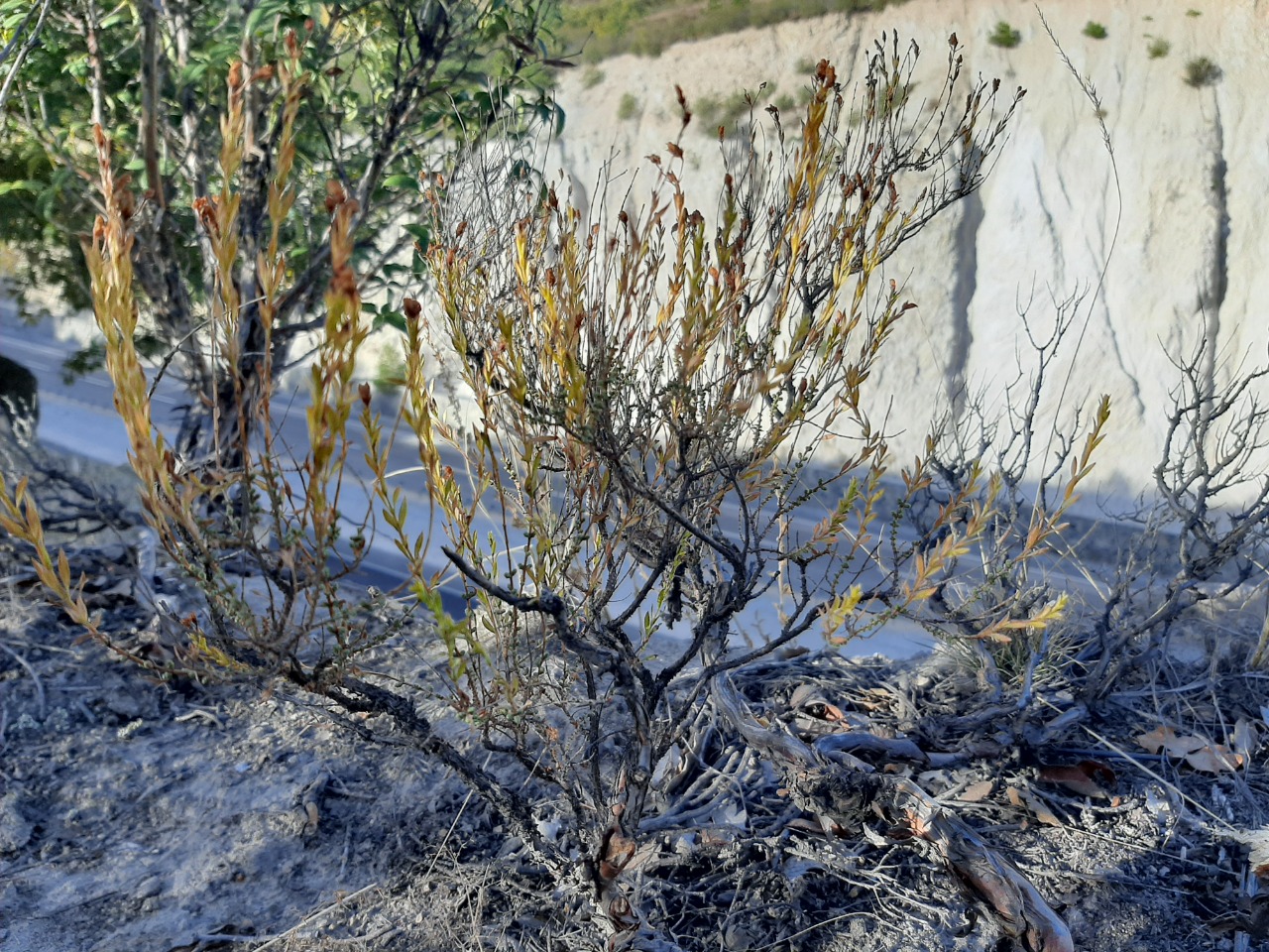 Hypericum heterophyllum