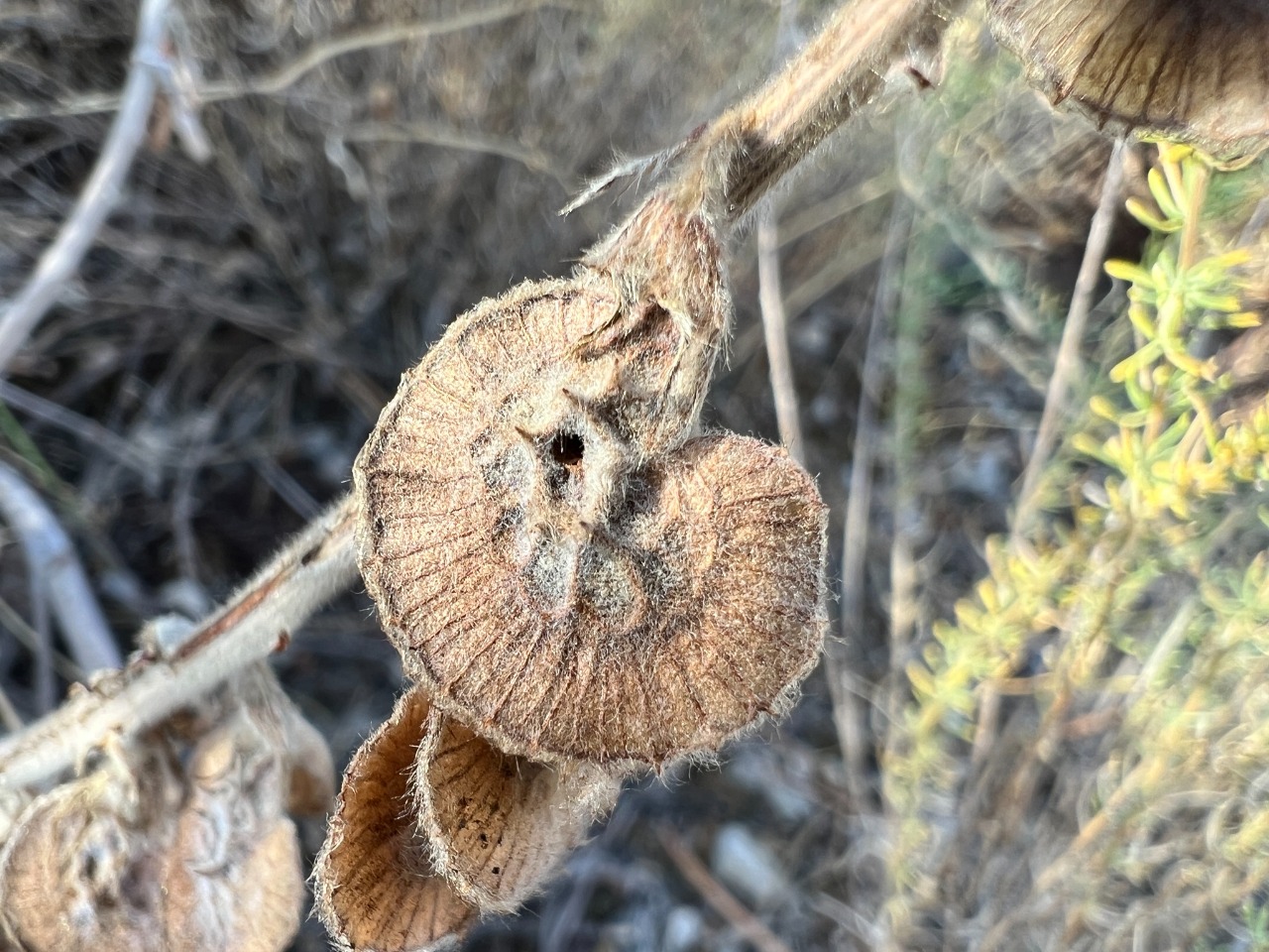 Onobrychis hypargyrea