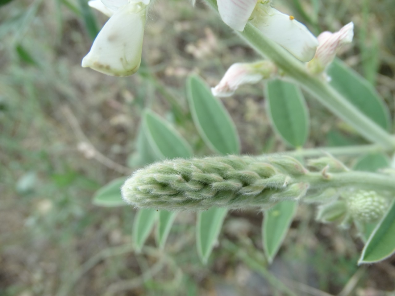 Onobrychis hypargyrea