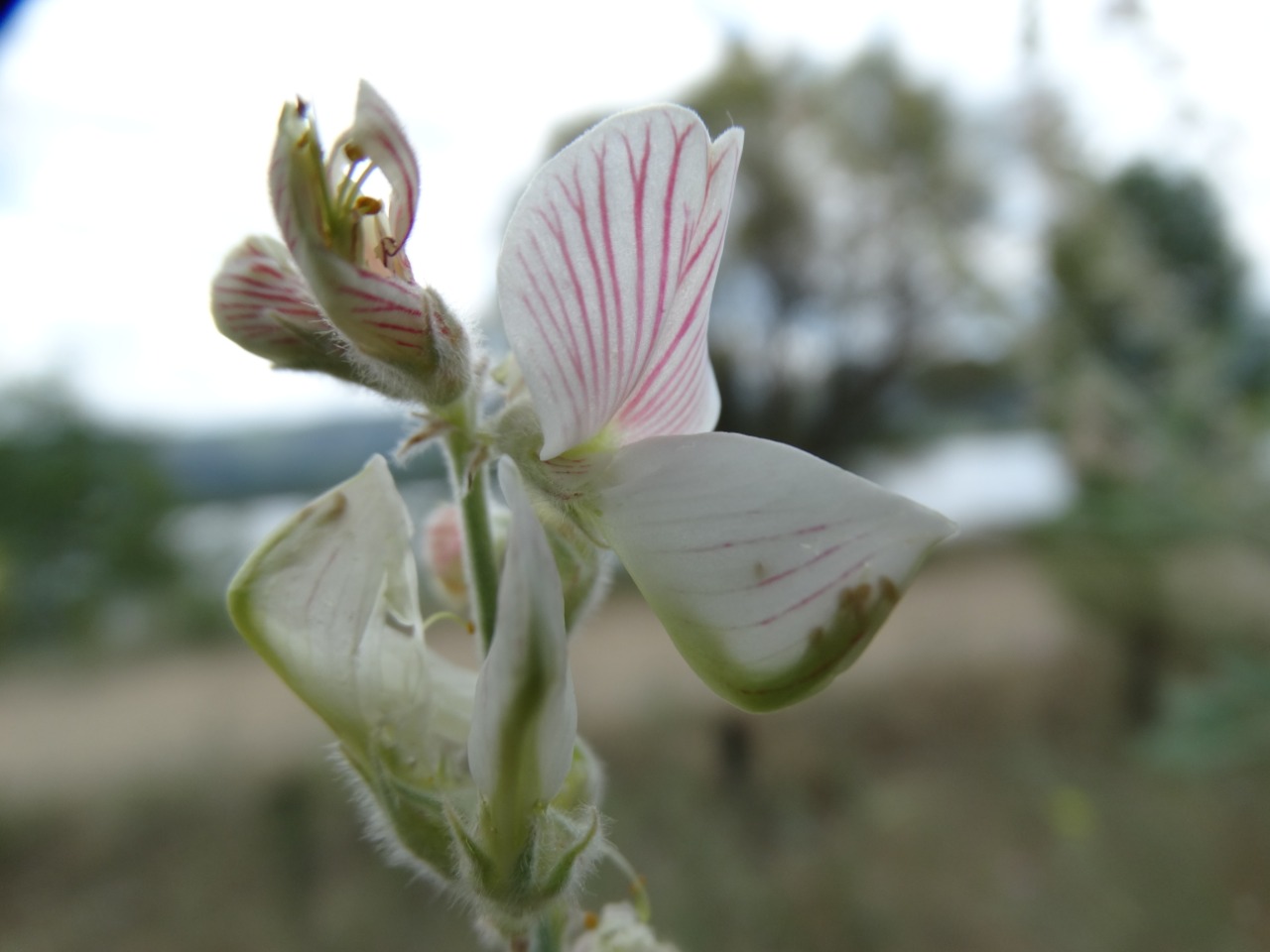 Onobrychis hypargyrea