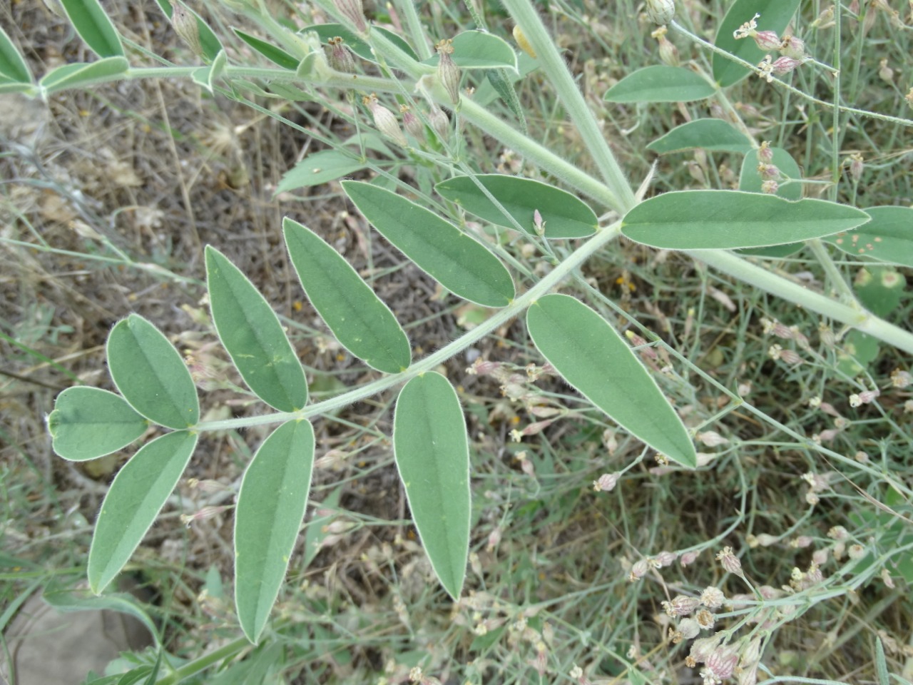 Onobrychis hypargyrea