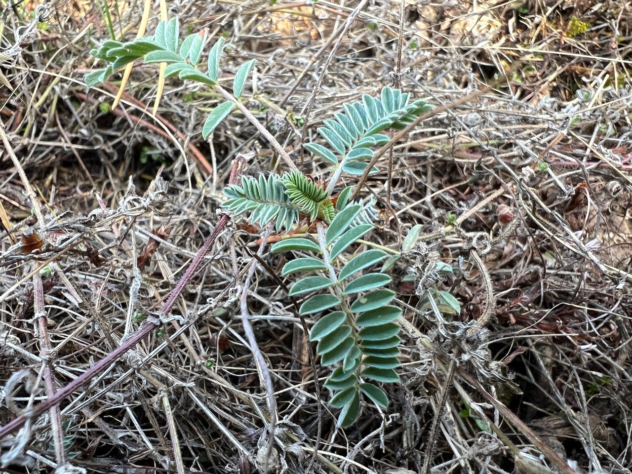 Astragalus amoenus