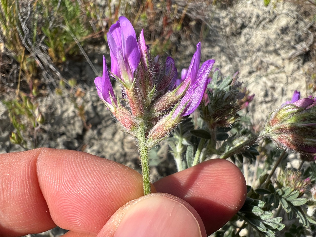 Astragalus lycaonicus