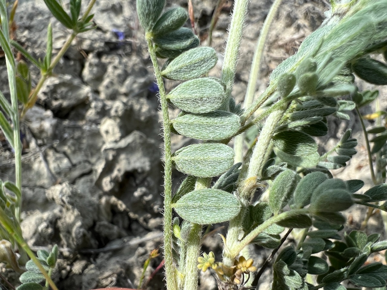 Astragalus lycaonicus