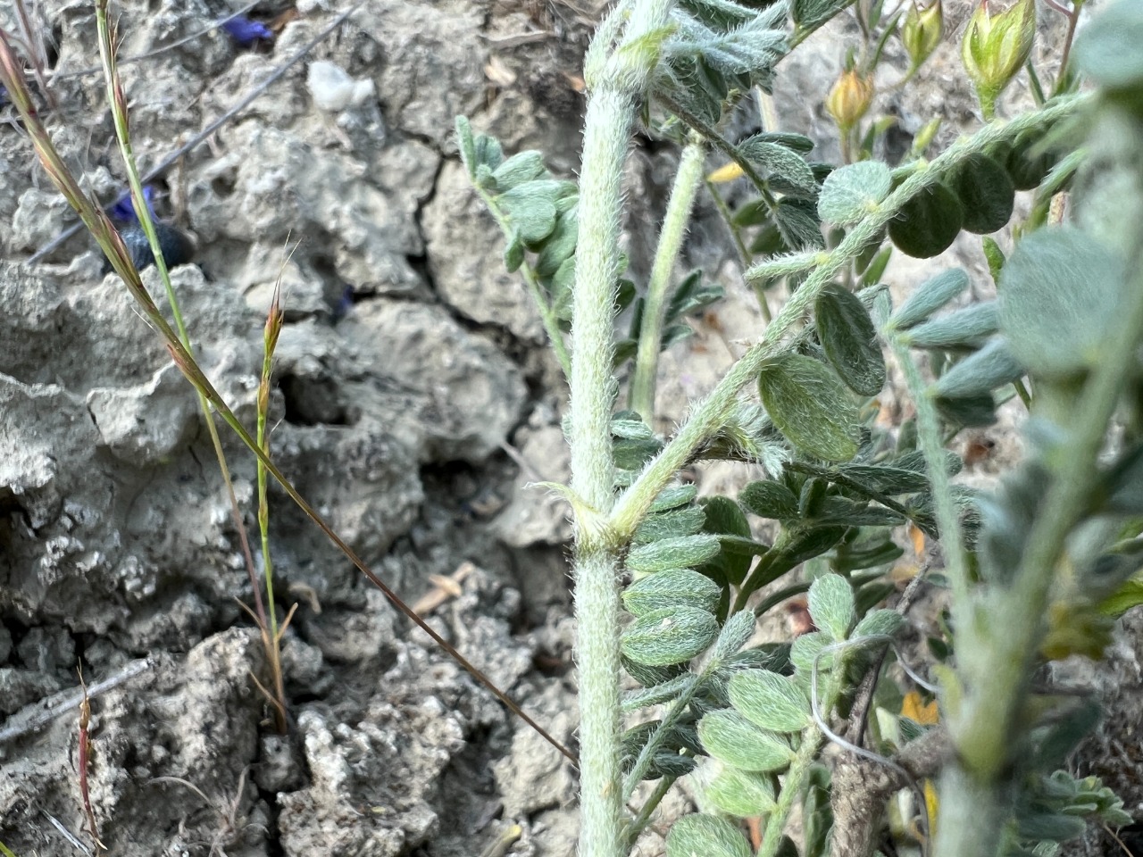 Astragalus lycaonicus