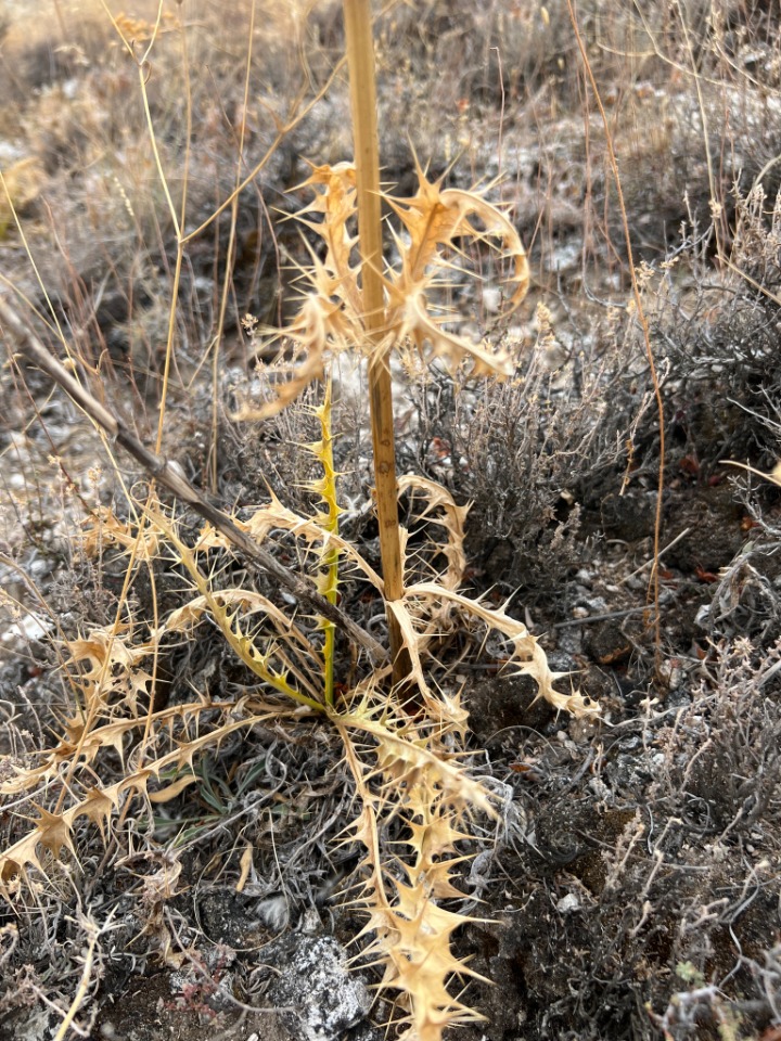 Morina persica