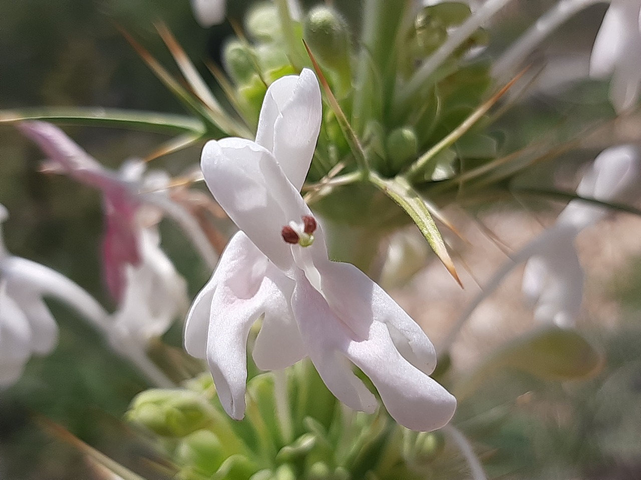 Morina persica