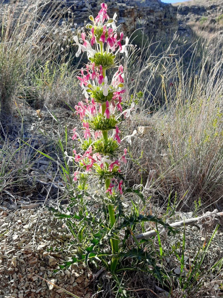Morina persica