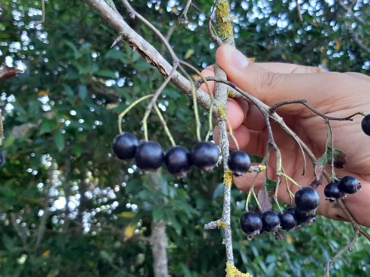 Crataegus pentagyna