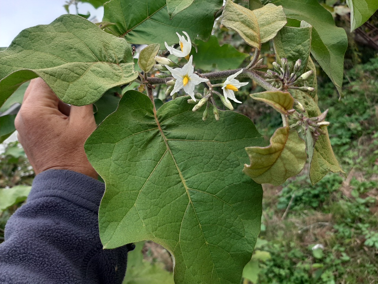 Solanum aethiopicum