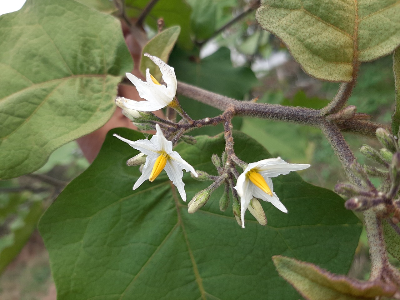 Solanum aethiopicum