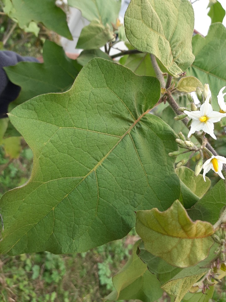 Solanum aethiopicum