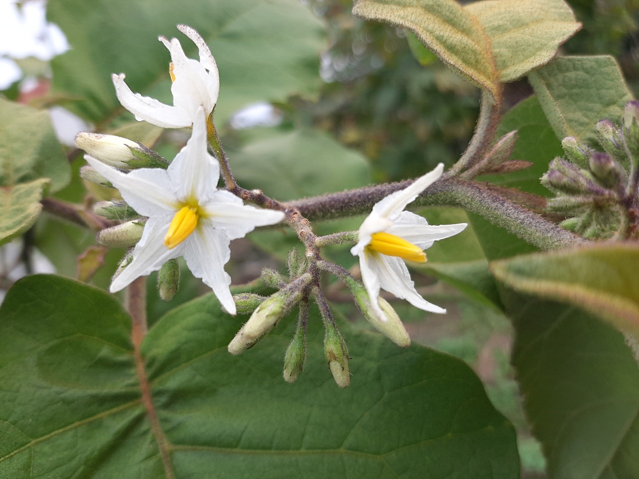 Solanum aethiopicum