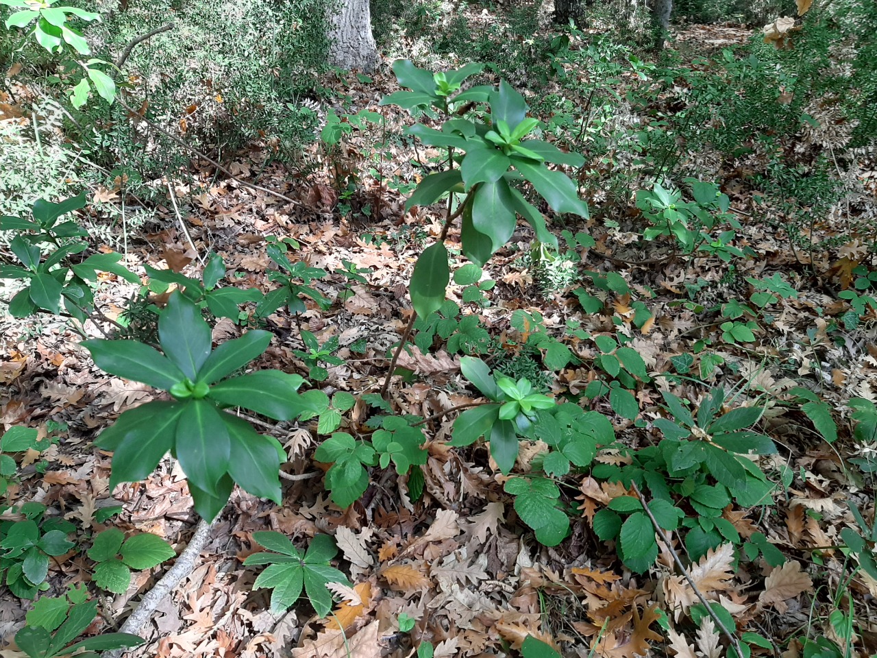 Daphne pontica