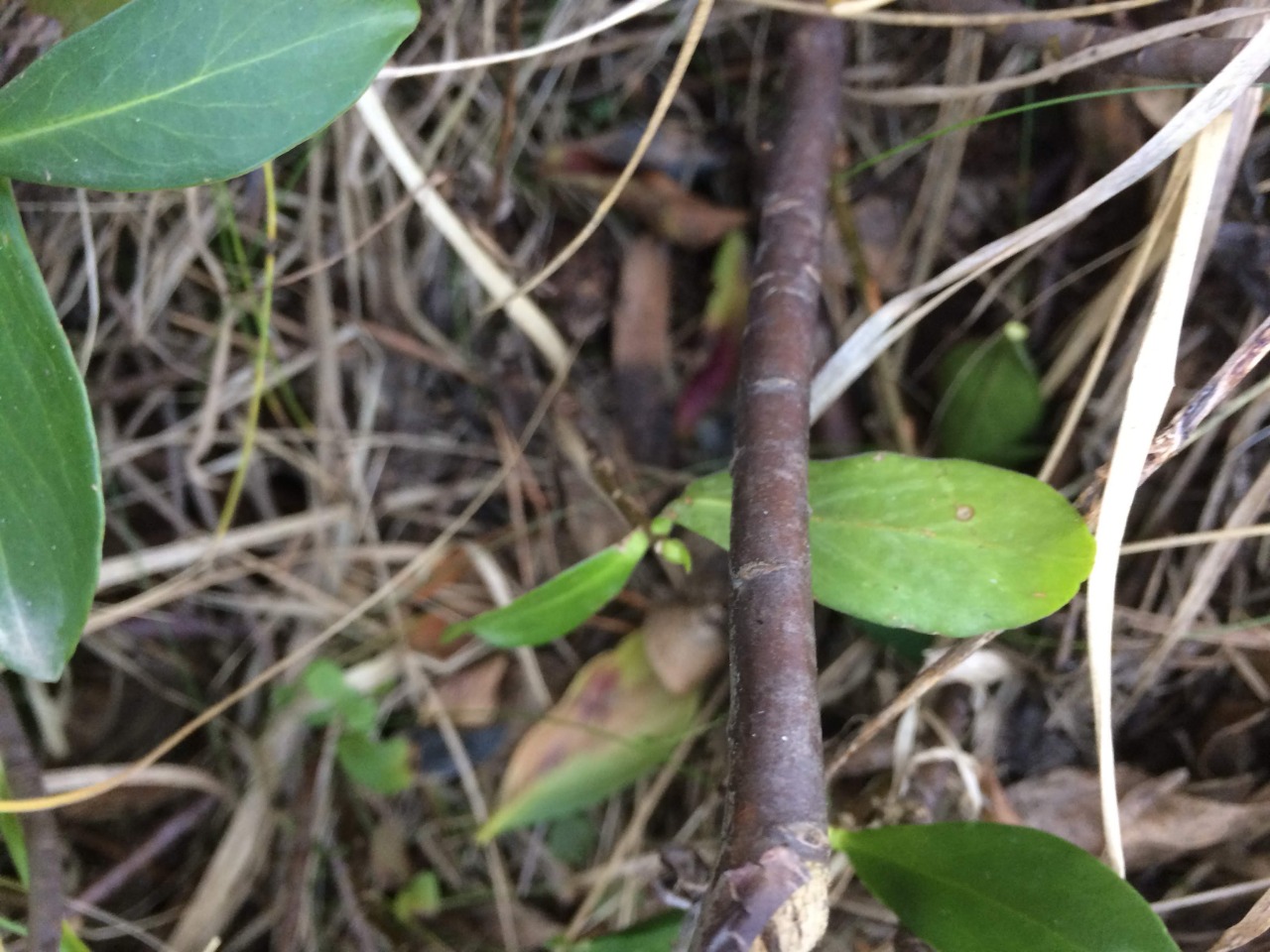 Daphne pontica