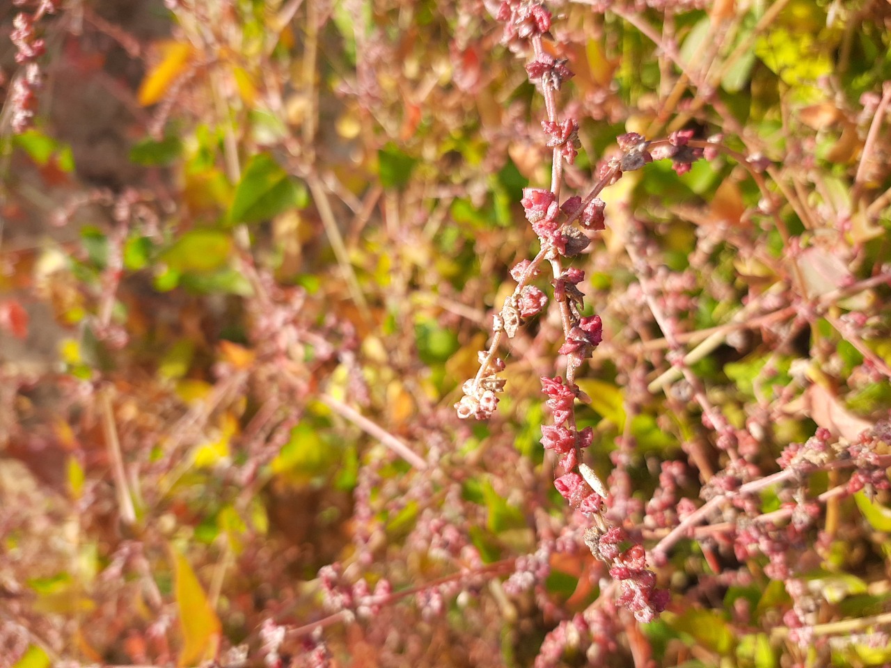 Atriplex hastata