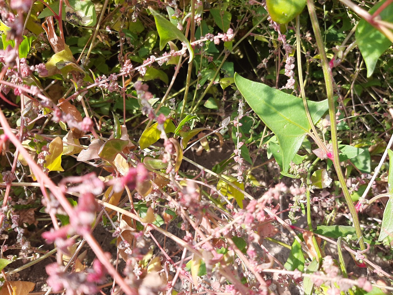 Atriplex hastata