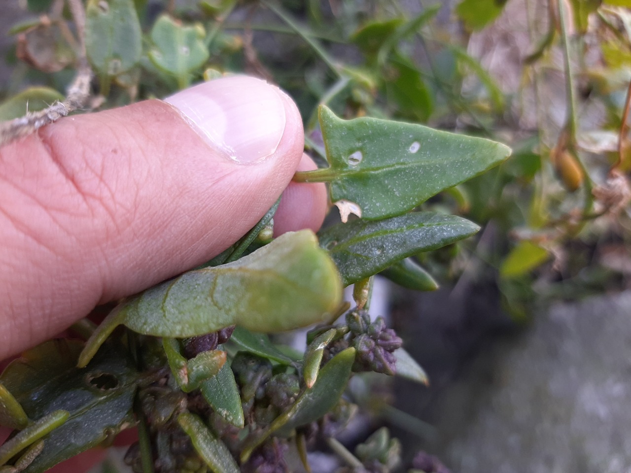 Atriplex hastata