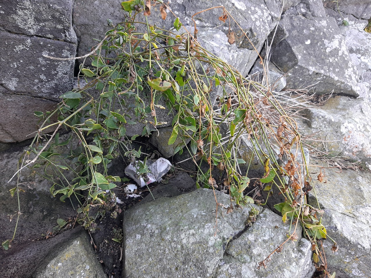 Atriplex hastata