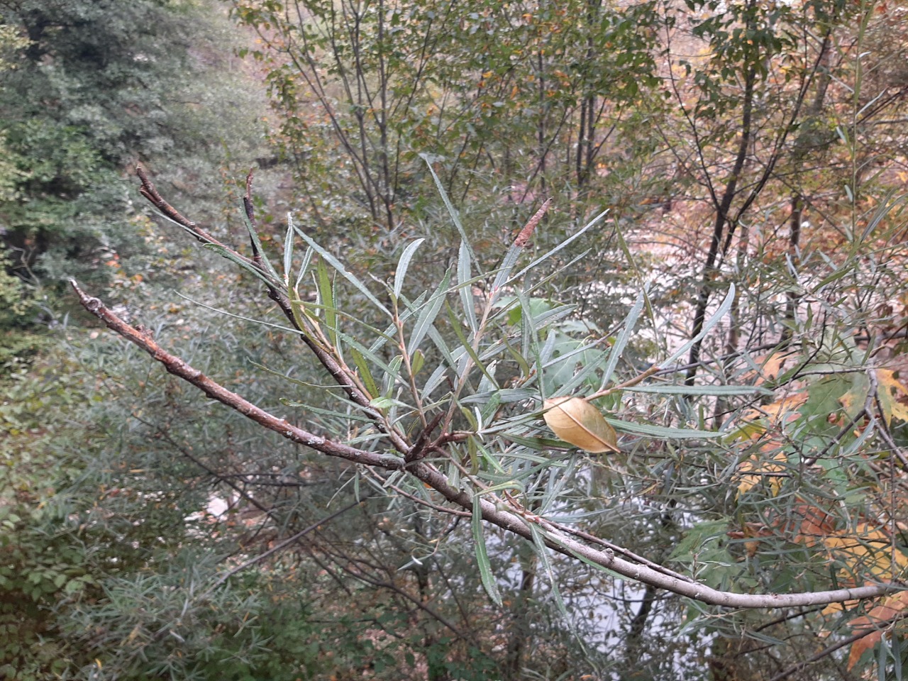 Salix elaeagnos