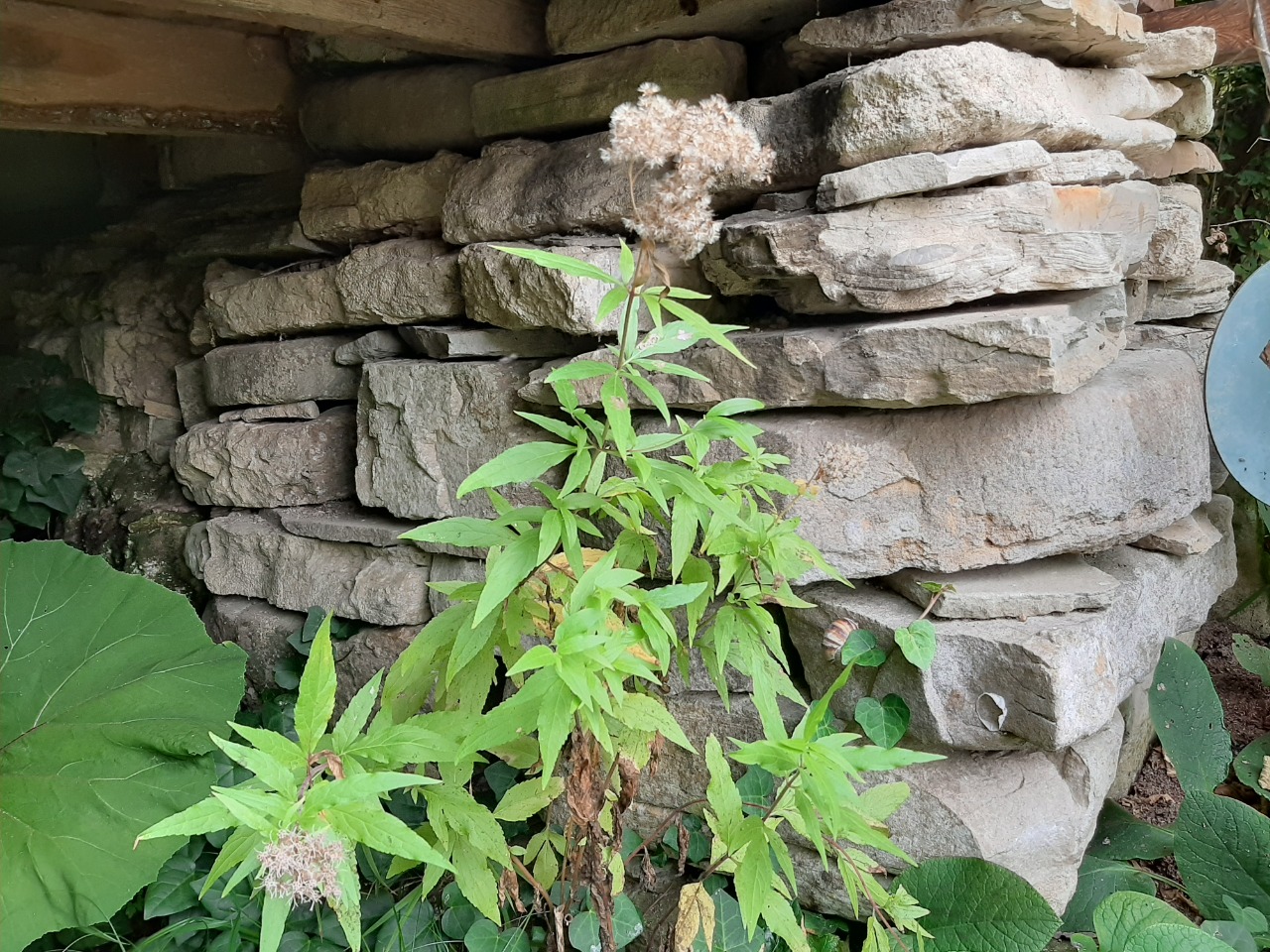 Eupatorium cannabinum