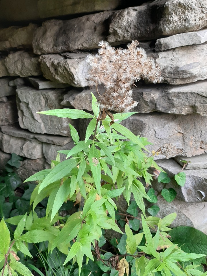 Eupatorium cannabinum