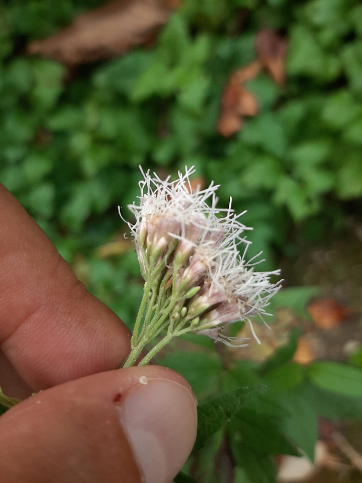 Eupatorium cannabinum