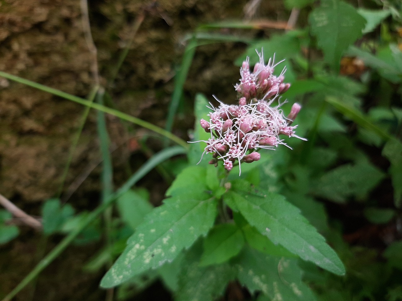 Eupatorium cannabinum