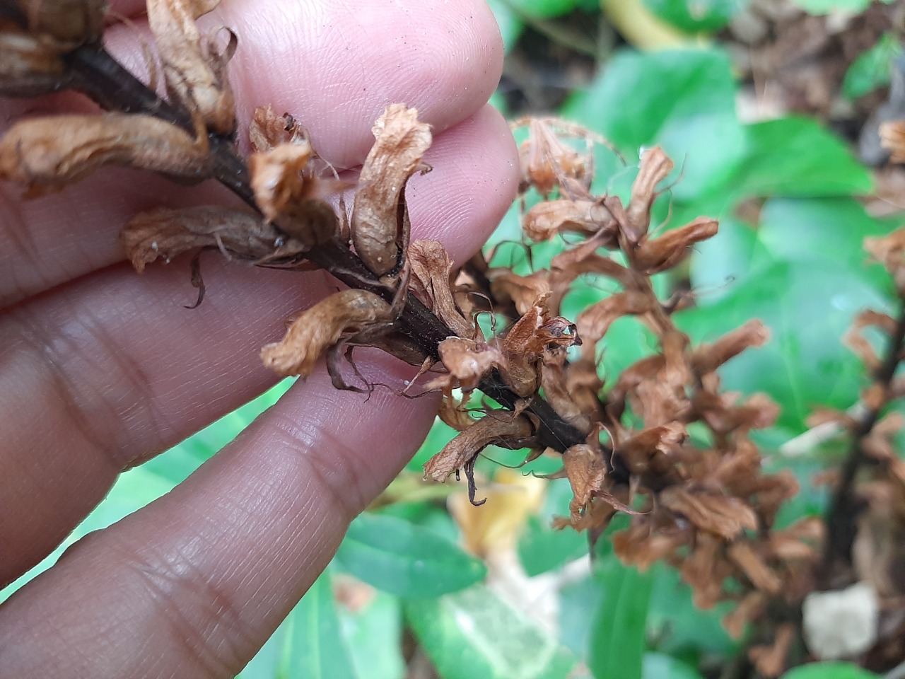 Orobanche hederae