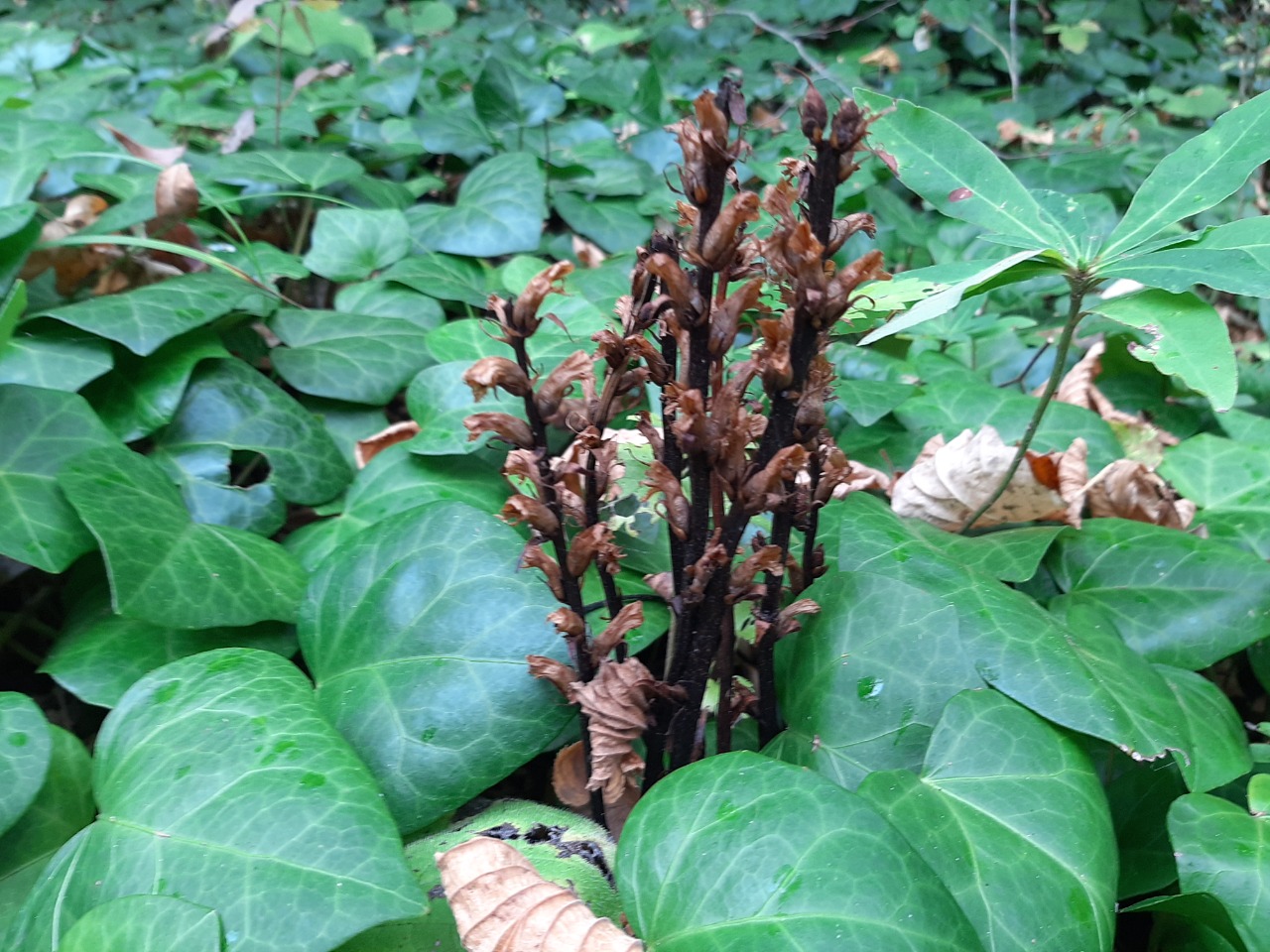 Orobanche hederae