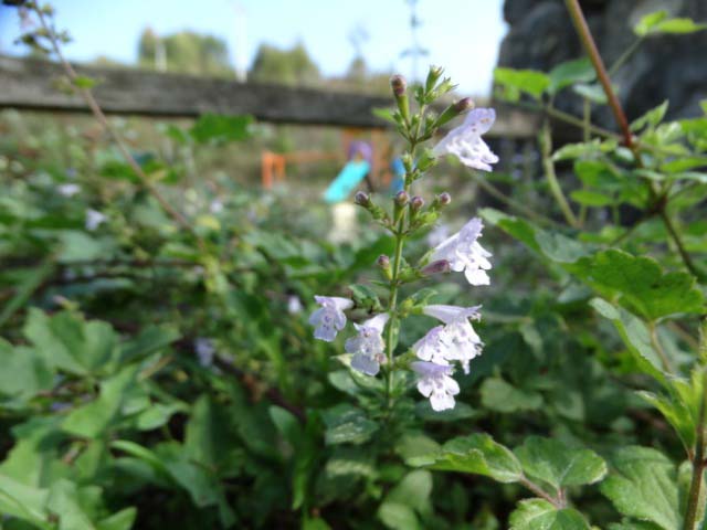 Clinopodium menthifolium