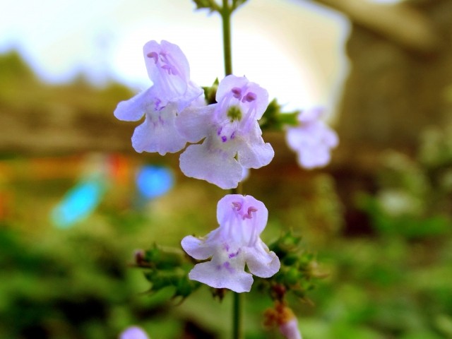 Clinopodium menthifolium