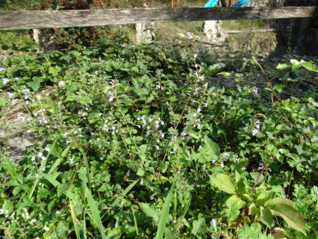 Clinopodium menthifolium