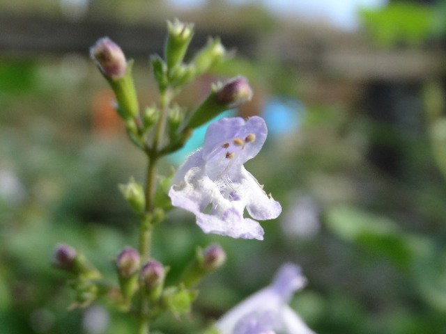 Clinopodium menthifolium