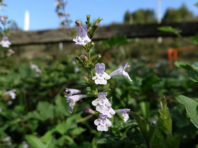 Clinopodium menthifolium