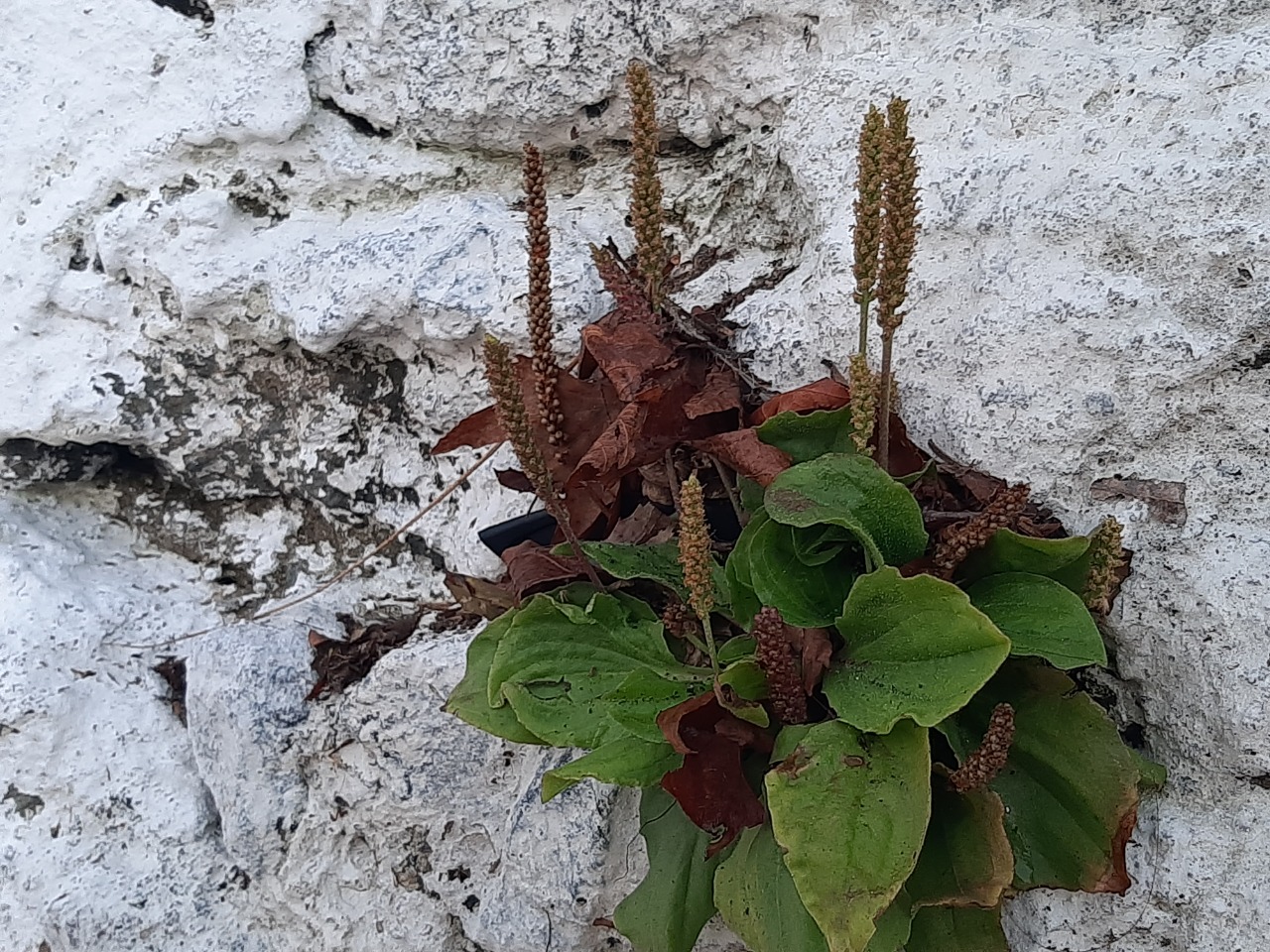 Plantago major