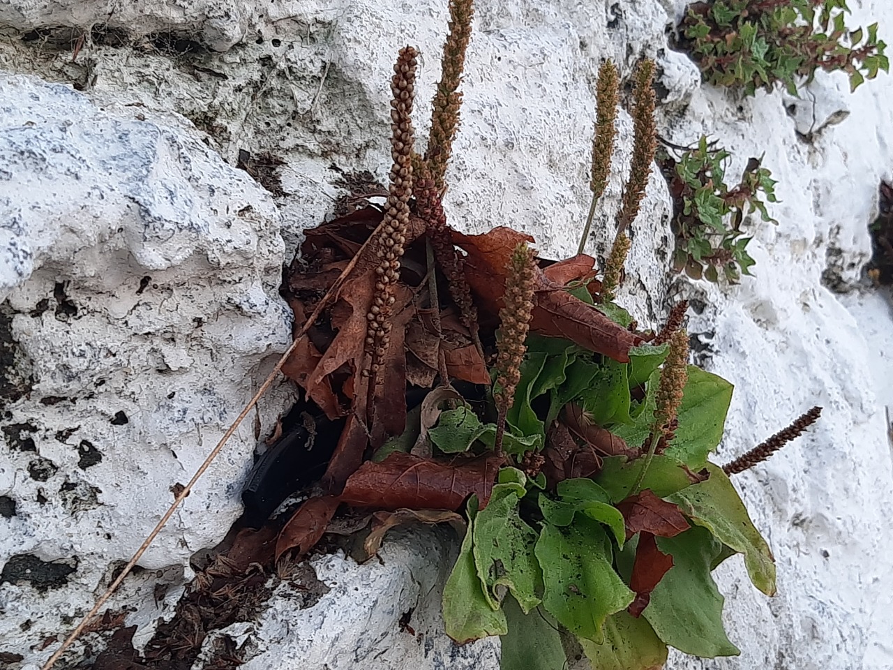 Plantago major